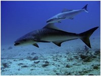 Cobia