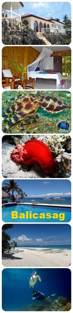 Tauchrundreise Philippinen mit Bohol und Balicasag Tauchen Bohol und Tauchen Balicasag