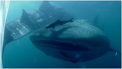 diving with whale sharks leyte oslob big fish