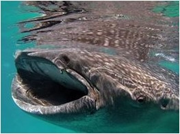 Snorkeling y buceo con tiburones ballena filipinos.