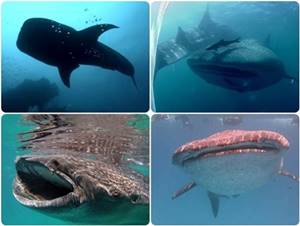 duiken met walvishaaien leyte