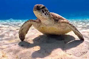Liveaboard Philippines