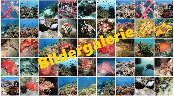 Fotos und Biler der Unterwasserwelt der Philippinen Unterwasserwelt Philippinen