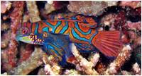 Mandarinen Fische Philippinen Mandarinen Fische Philippinen