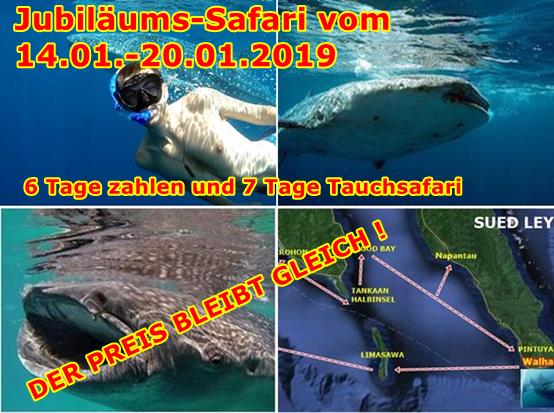 Walhaie Philippinen Tauchsafari Philippinen