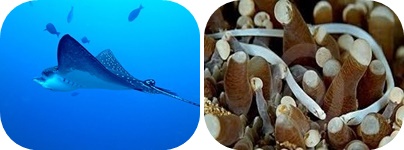 Rayas de águila - aguja de mar de coral de hongo