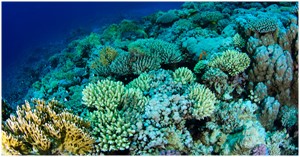 Coral Filipinas