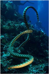 Diving Snake Island