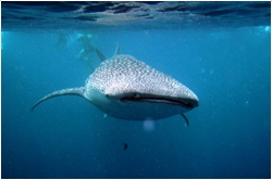 Bucear con tiburones ballena filipinos